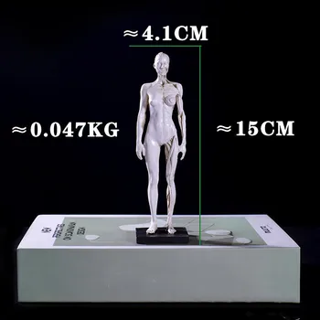 16cm Sveķu medicīnas cilvēka Anatomija Muskuļu Skeleta Anatomisko strukturālo modeli, Krāsošana CG atsauces mācīšanas modeļi
